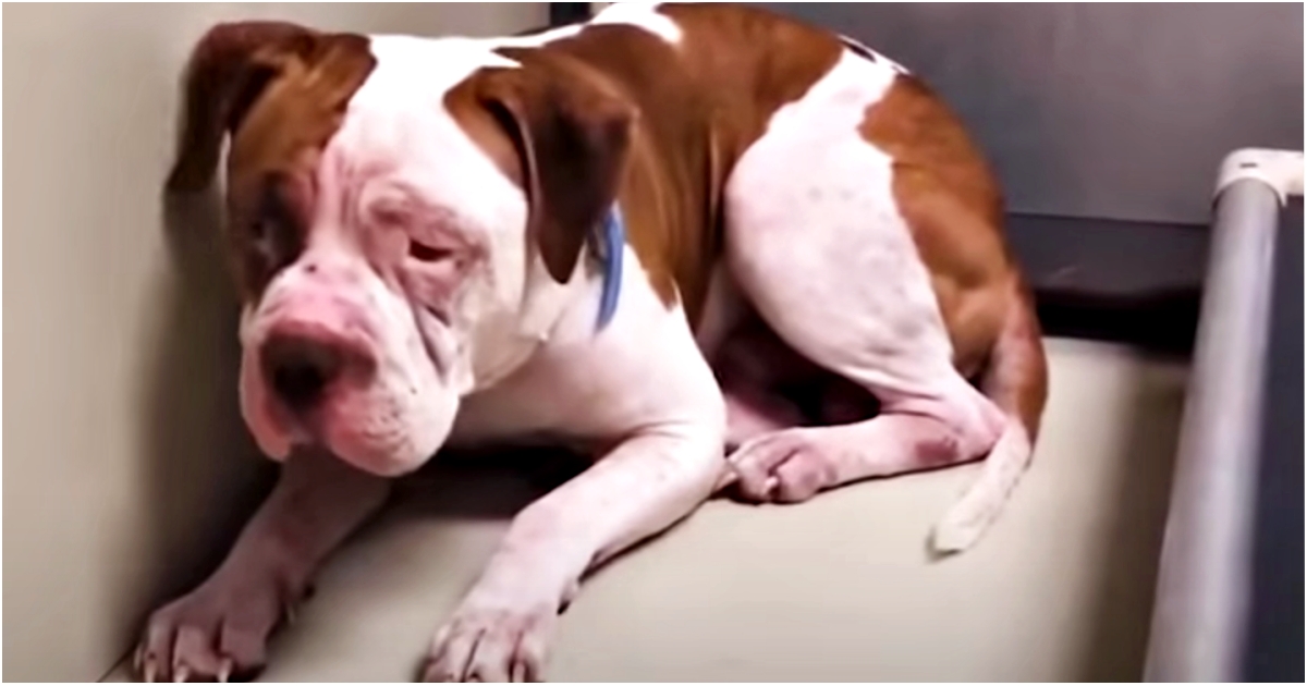 Shaking Pit Bull Wouldn’t Leave A Shelter Corner But Suddenly ‘Heard A Voice’, And Inched Forward