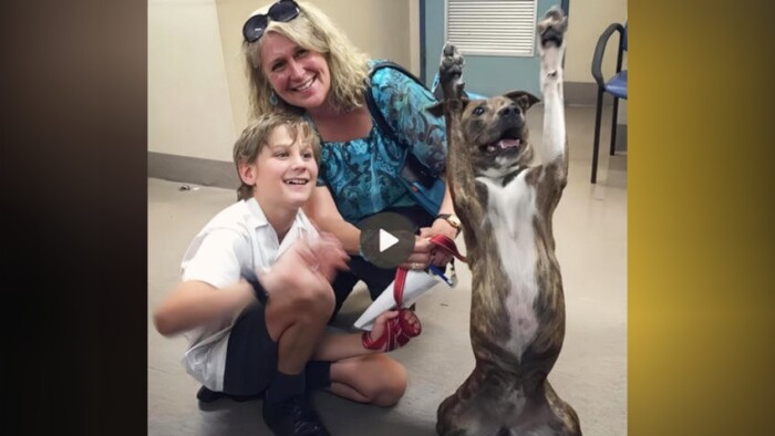 After 720 Days, Milo Dances with Joy as He Finds a Loving Home, Touching Hearts Across the Online Community ????????