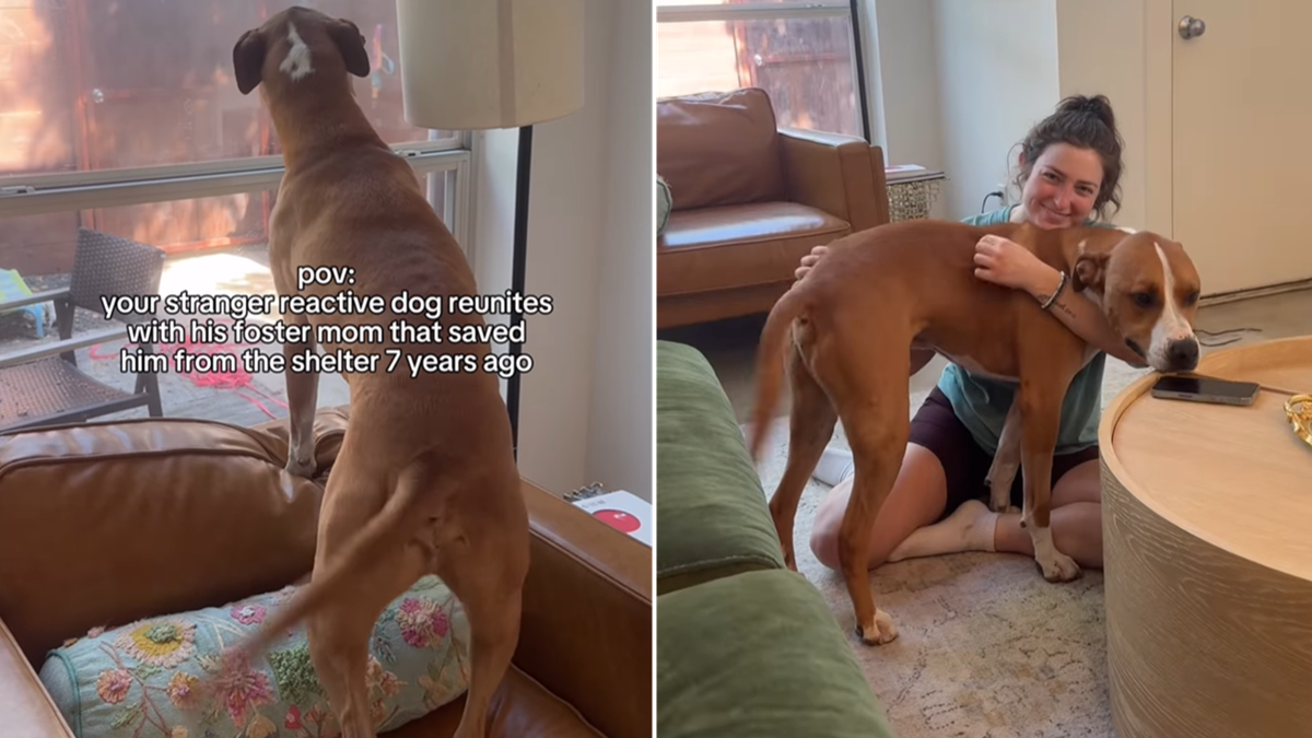 Rescue Pit Bull’s Reunion With Foster Mom Who Saved Him From Shelter Is Truly Heartwarming