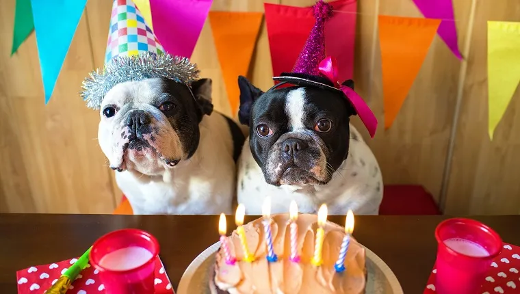 We’re organizing a birthday party for all the dogs at the shelter. Would you like to join?