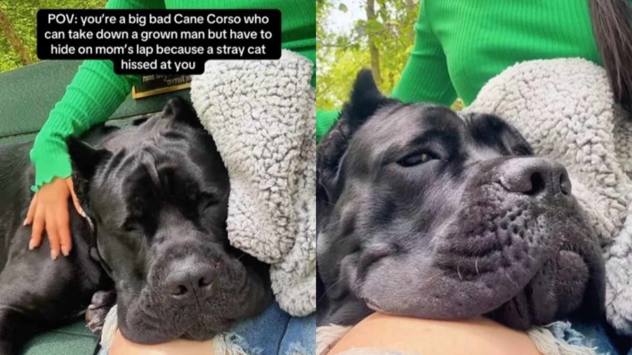 Video: ‘Big Bad’ Cane Corso Hides in Mom’s Lap Like a Baby
