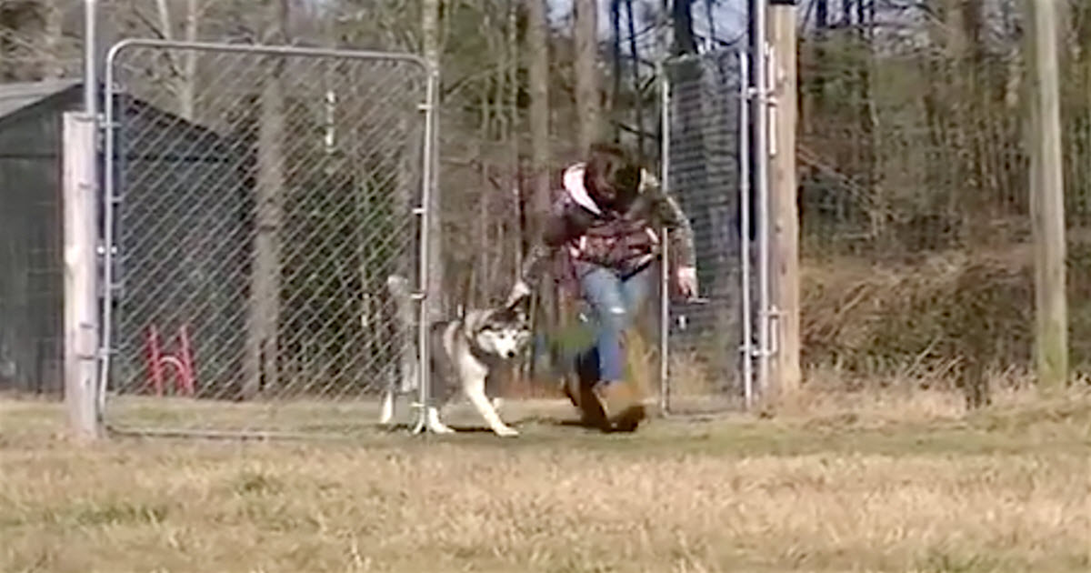After Spending His Entire Life On A Chain, Biscuit Was Shown An Empty Field
