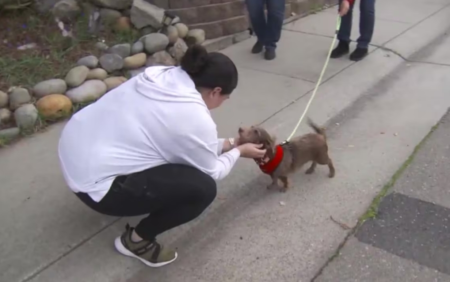 Dog missing for 5 years reunited with owner after turning up more than 2,000 miles away