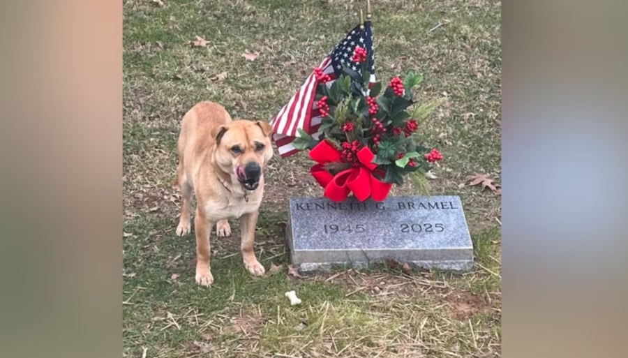 Ky. animal shelter seeking information about dog that visits same gravestone every day