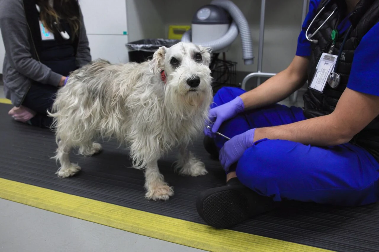 This Adorable Good Boy Just Got Rare, Life-Saving Brain Surgery