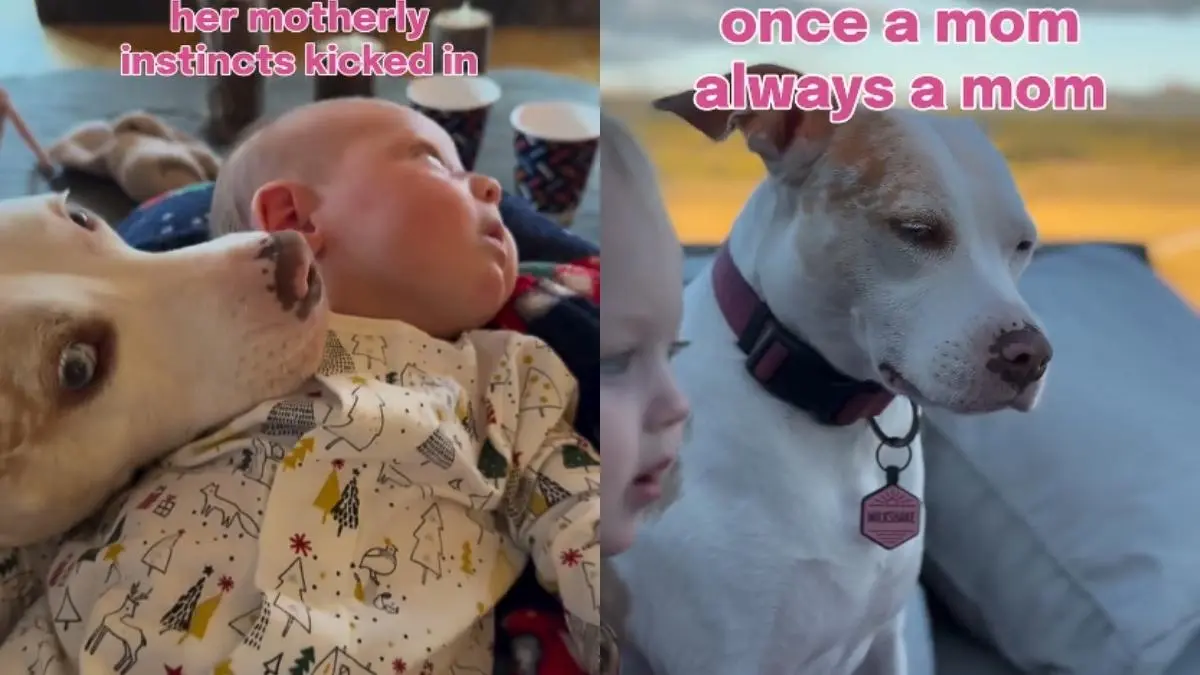 Shelter Dog Abandoned as a Baby & Then Returned Gets His Happy Ending