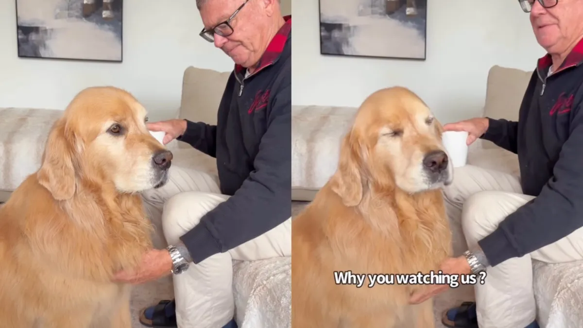 Golden Retriever Gives Mom ‘Stink Eye’ When She Disrupts His Privacy